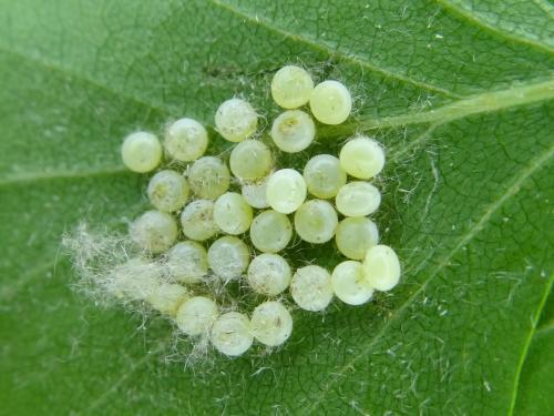 Stauropus fagi